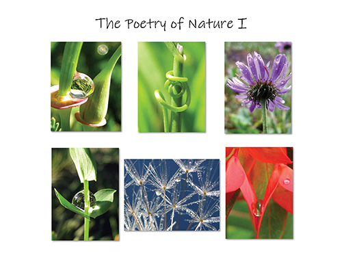 The Poetry of Nature I Greeting Card Collection by The Poetry of Nature